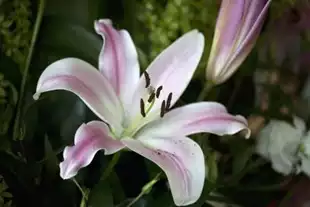 Flowers Amanda Hickey